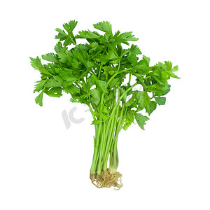 分离的欧芹或芹菜芳香的绿叶蔬菜用作烹饪药草和装饰食物
