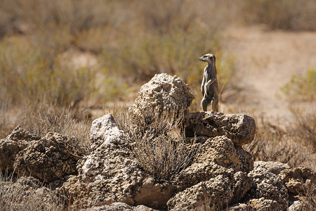 南非 Kgalagadi 跨境公园的猫鼬