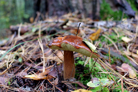 Suillus 漂亮独特的蘑菇