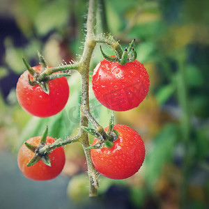 植物上新鲜的红番茄