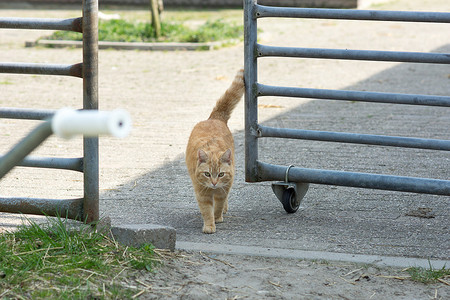 穿过马篦的橙色虎斑农场猫