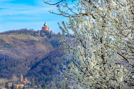 春天的黑刺李树背景博洛尼亚 — San Luca Colli Bolognesi 地区 — 意大利