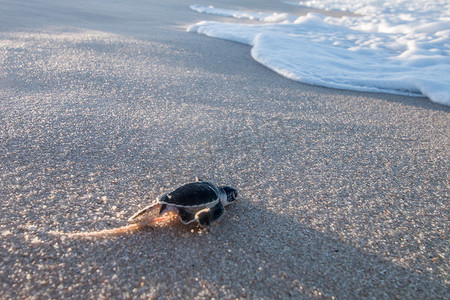 水龟摄影照片_在海滩上孵化的绿海龟。