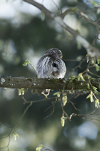 波兰比亚沃韦扎可爱的侏儒猫头鹰