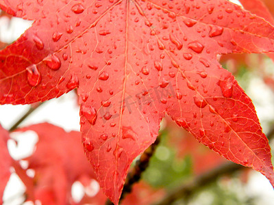 秋风秋雨摄影照片_秋雨下枫香的红橙叶