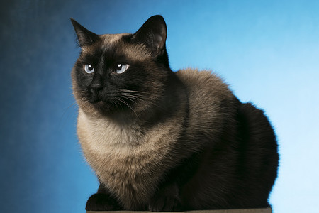 猫咪美摄影照片_蓝色背景上的暹罗猫。