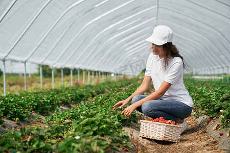 农耕采摘摄影照片_戴帽的黑发女郎正在温室里采摘草莓。