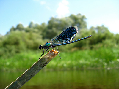 飞翔蜻蜓摄影照片_坐在水面上的深蓝蜻蜓