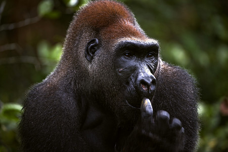 西部非洲摄影照片_西部低地大猩猩雄性