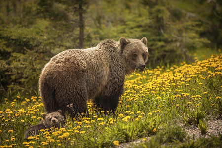 加拿大贾斯珀国家公园的熊