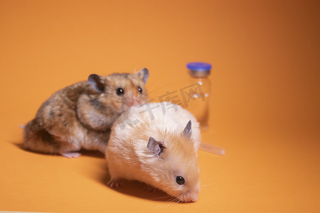 两只仓鼠-老鼠，棕色和米色，靠近医用注射器，针头和瓶瓶隔离在橙色背景中。
