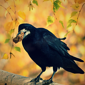 馈送摄影照片_一只鸟的美丽图画-秋季自然中的乌鸦/乌鸦。 