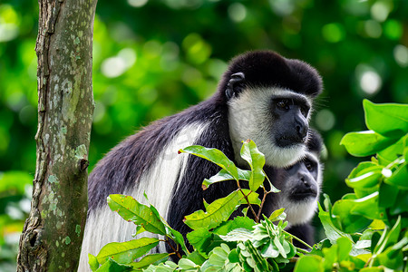 黑白疣猴坐在树上好奇和观察