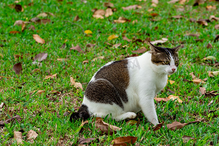 怀孕的猫坐在草地上看东西
