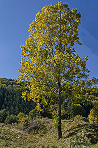 维托沙山黄秋树近景、针叶林和落叶林的色彩缤纷的秋景