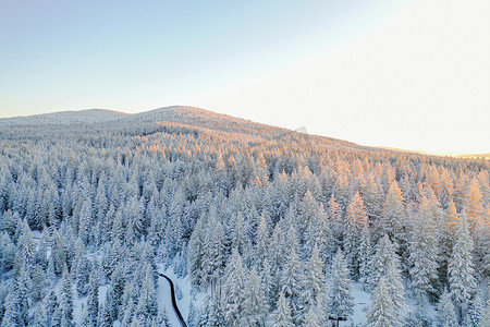 清早阳光盖的平安的多雪的森林