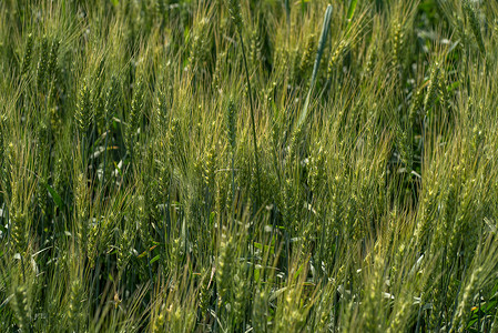 在有机农田的绿色麦子