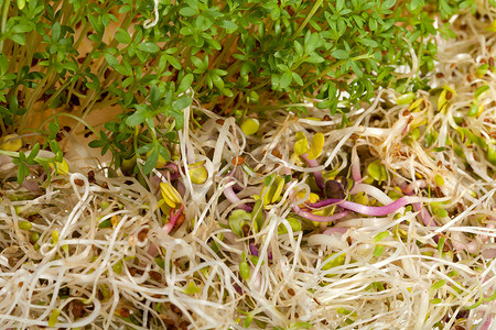 金花菜水芹百合摄影照片_白色背景中的新鲜紫花苜蓿芽和水芹
