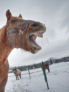 马在冬天围场享受雪