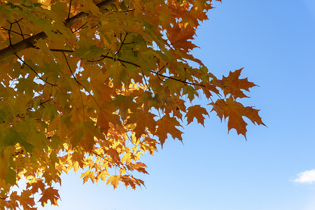 一片红色的秋枫树枝，映衬着蓝天