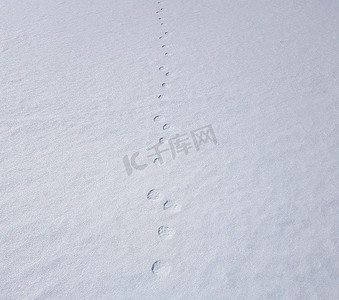 新雪中的兔子踪迹