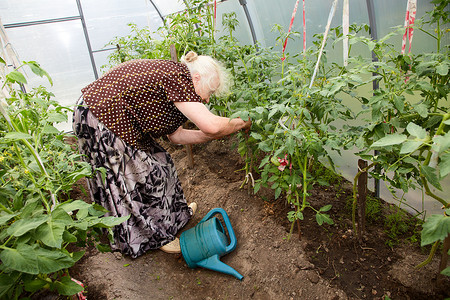 个人情节摄影照片_西红柿丛中温室里的老妇人