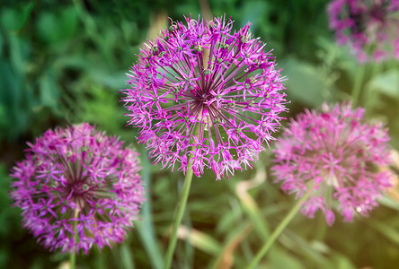 球形脉络摄影照片_具有球形花序的装饰植物洋葱 Christoph。