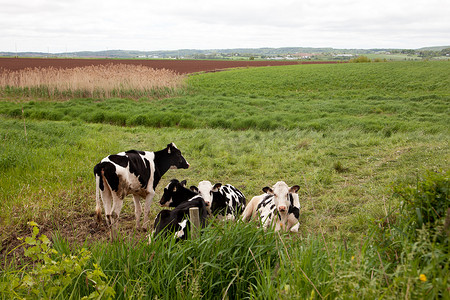 奶牛在田间放松