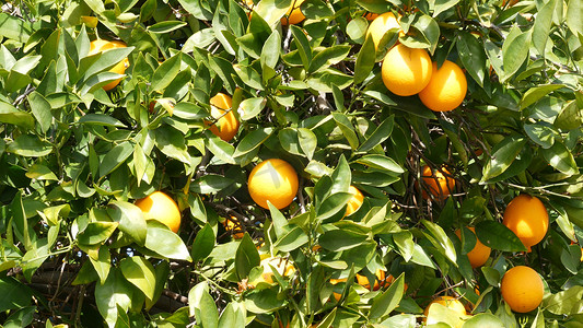 春天水果摄影照片_美国加利福尼亚州树上的柑橘类水果。