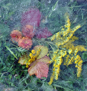 冬天叶子摄影照片_“叶子，叶子，花朵，冰下的草”