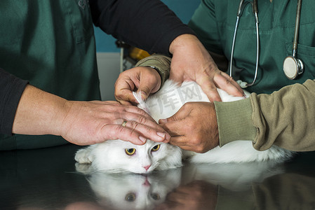猫在兽医