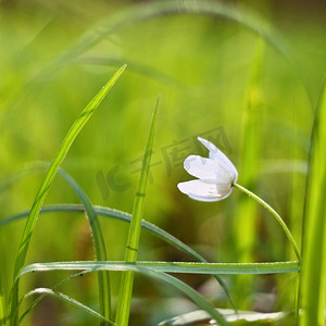 草丛中的春天白花 (Isopyrum thalictroides) 照片旧镜头。