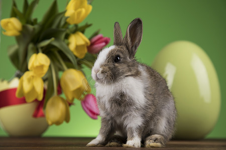 嫦娥的兔子摄影照片_复活节动物，小兔子
