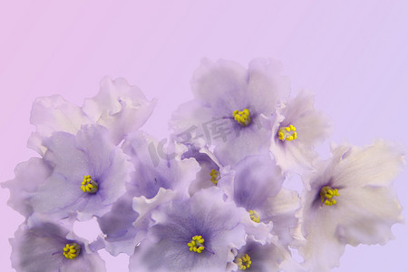 美丽的花朵非洲紫罗兰在渐变背景下被隔离。