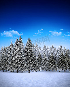 多雪的风景的杉树森林