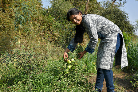在有机农场或田地采摘或检查新鲜西红柿的快乐年轻女性