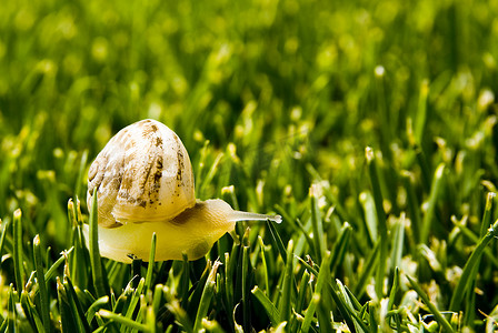 在草地上爬行的黄色蜗牛