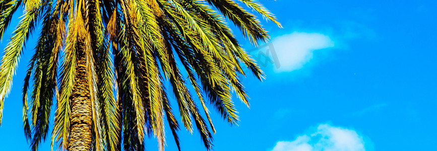 绿色大叶子摄影照片_美丽的棕榈树，异国情调的植物象征着假期，炎热的天气，大叶子