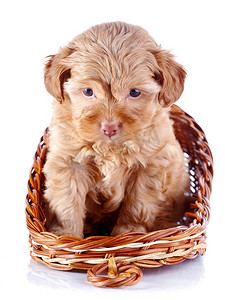 一只装饰小狗的小狗在一个 wattled 篮子里。