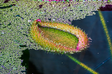 维多利亚长木睡莲的生长，亚马逊和 cruziana 的品种，来自美国的流行热带水生植物