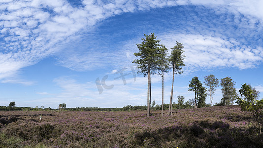 五颜六色的石南花景观，有大刺树、蕨类植物、蓝天和云彩，自然保护区 Den Treek，Woudenberg，荷兰