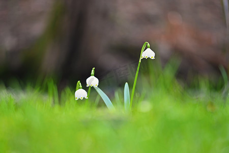 美丽雪花摄影照片_春天雪花 (Leucojum vernum) 美丽的白色春天花在森林里。