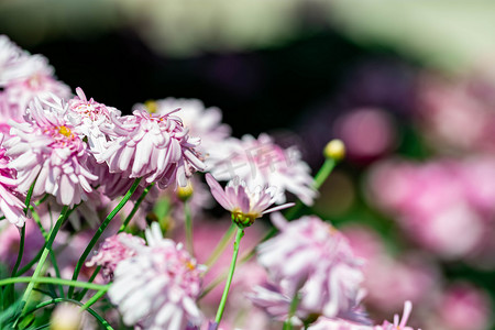 粉紫色花朵背景的水平全长特写镜头