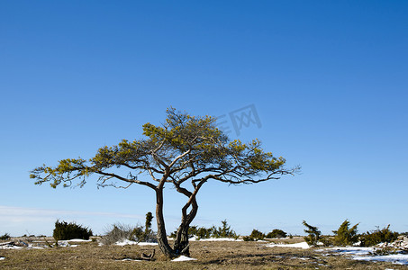扁平绿色环境摄影照片_纸牌松树