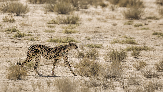 跨境电信网络诈骗摄影照片_南非 Kgalagadi 跨境公园的猎豹