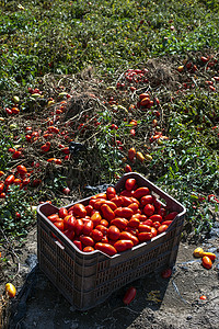 在板条箱中手动采摘西红柿。