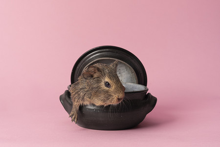 一只可爱的小豚鼠坐在粉红色背景的后陶砂锅里