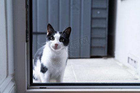 黑白相间的家猫坐在厨房门前的门阶上，等待并要求进入