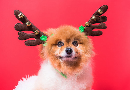 可爱的圣诞鹿摄影照片_特写吉娃娃狗在驯鹿、圣诞鹿中的滑稽肖像