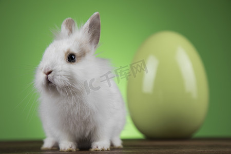 兔子、兔宝宝和复活节彩蛋